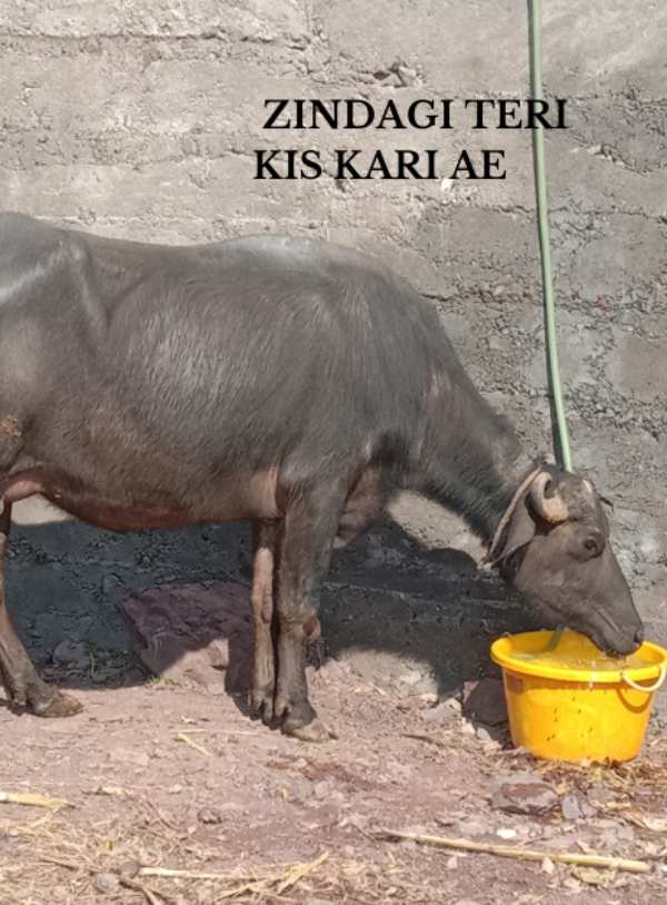 Zindagi