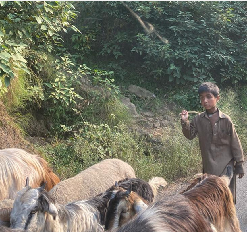 Livelihood