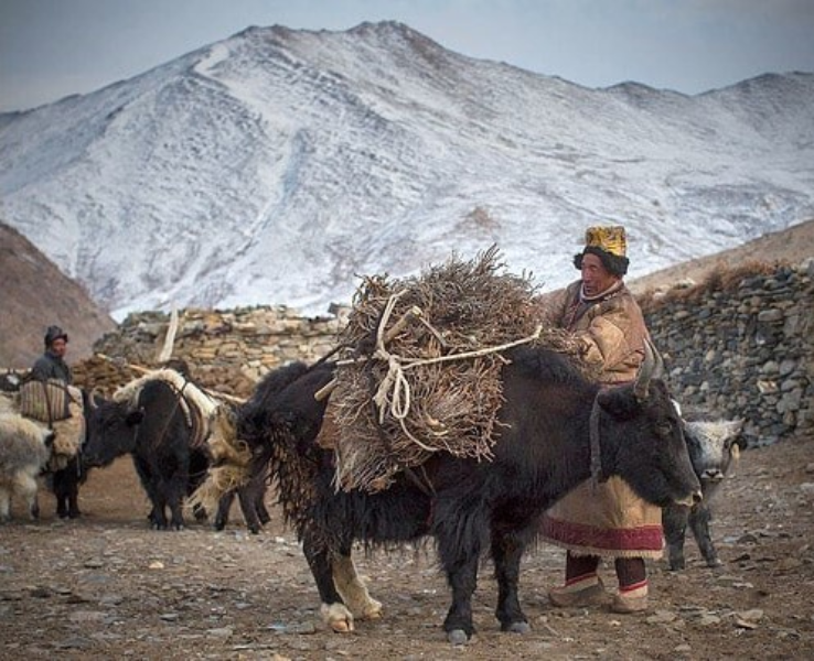 Livestock