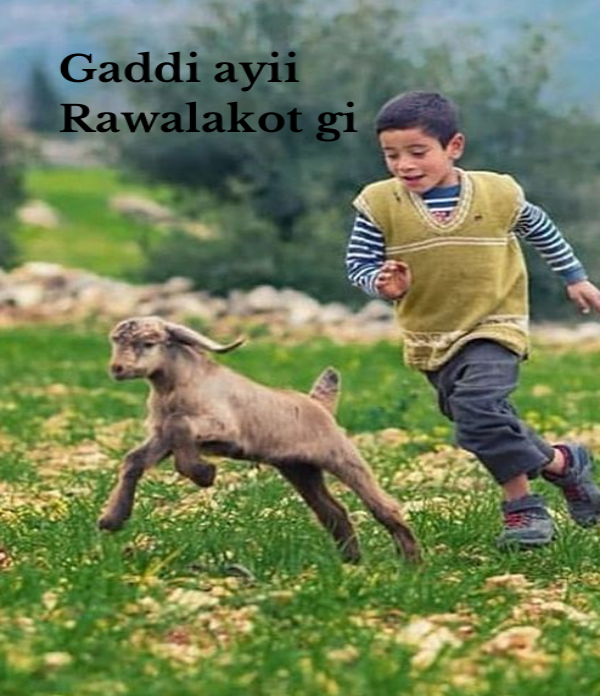 Gaddi