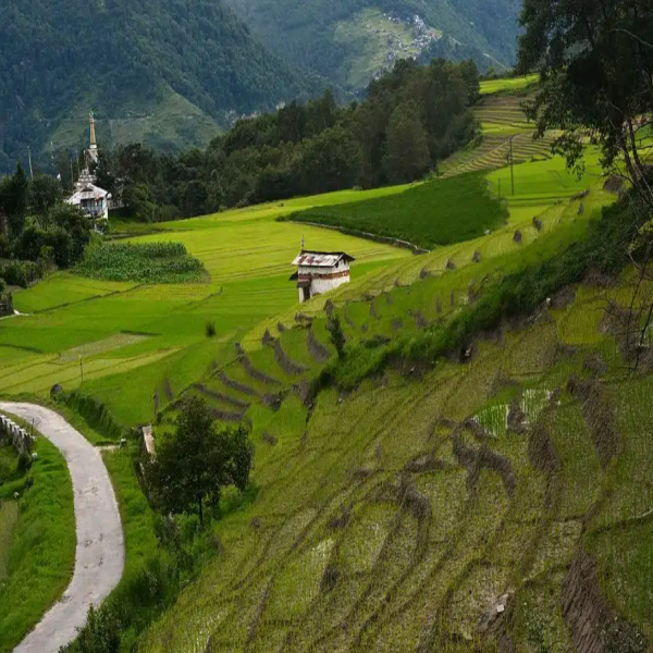 Fields