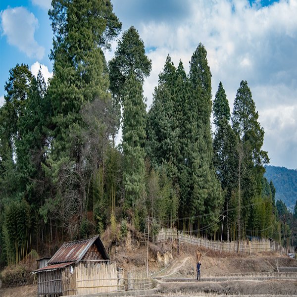 Forestry