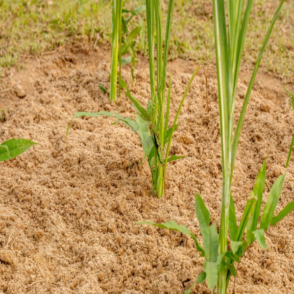 Agriculture