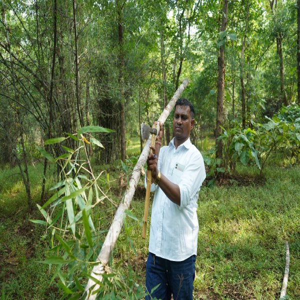 Bamboo